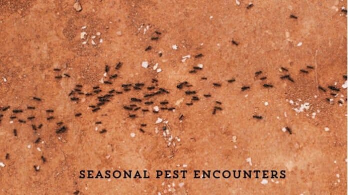 Seasonal Pest Encounters