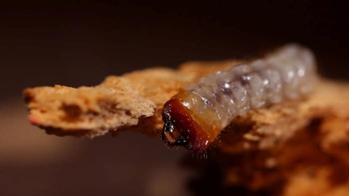 woodworms and termites