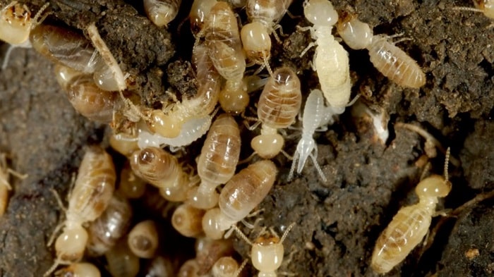 woodworms and termites