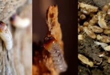 Woodworms vs Termites