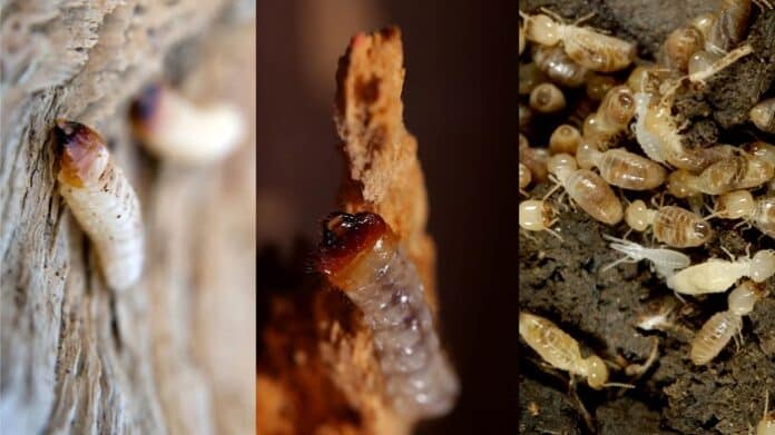 Woodworms vs Termites