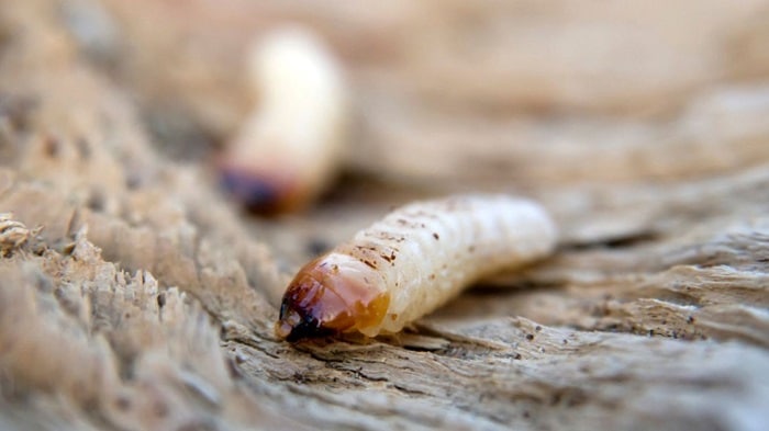 woodworms and termites